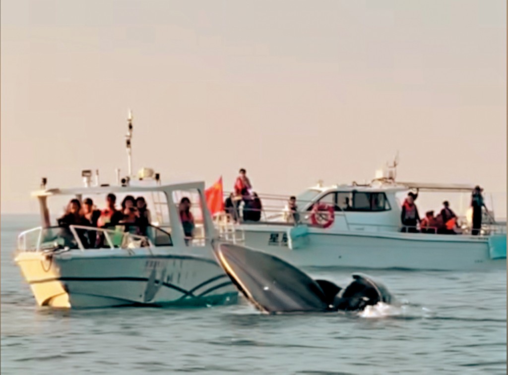 潿洲島海域布氏鯨現身，多艘觀鯨船近距離圍觀。
