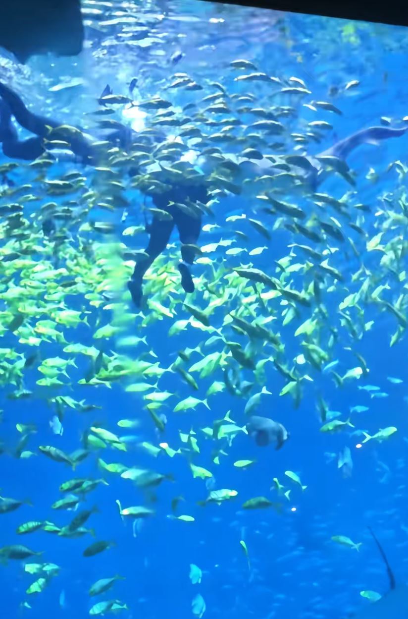 包先生參加水族館的潛水活動時被鯊魚咬至毀容。抖音