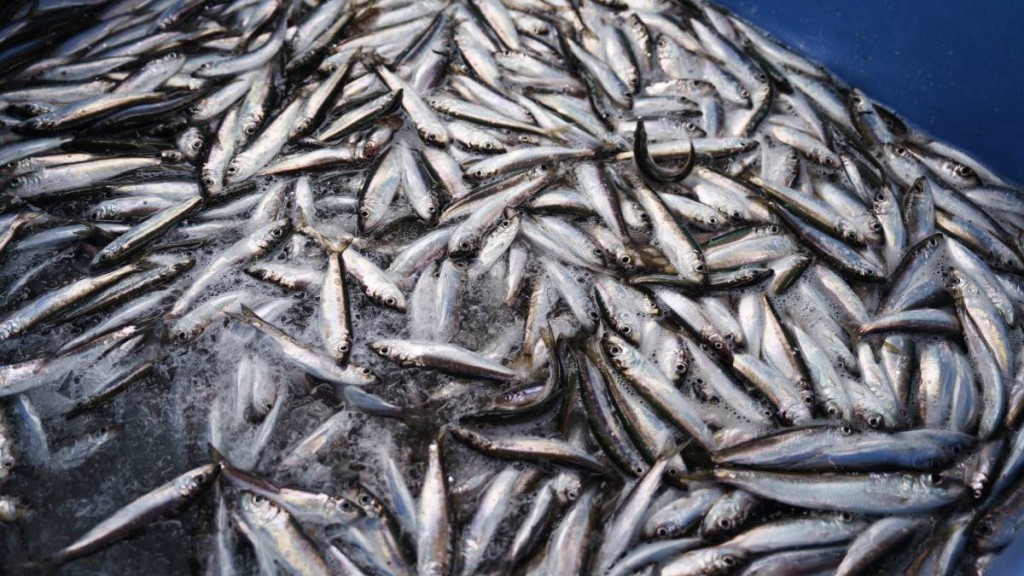 約4噸鯡魚因退潮滯留俄羅斯海岸淺灘。法新社示意圖