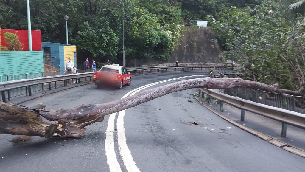 大樹塌下橫亘馬路中，擊中駛經的士車尾。fb馬路的事 Bosco Chu 