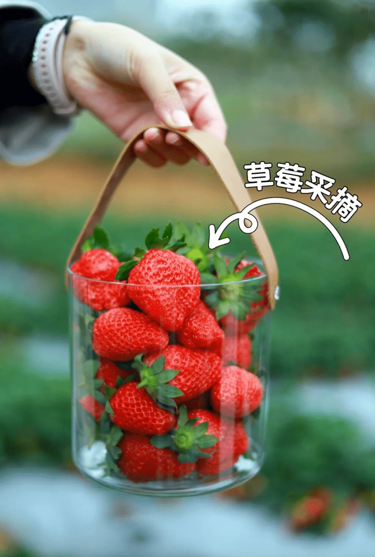 35. 歡樂田園歡樂採摘園︰免費體驗即摘即食 無農藥士多啤梨