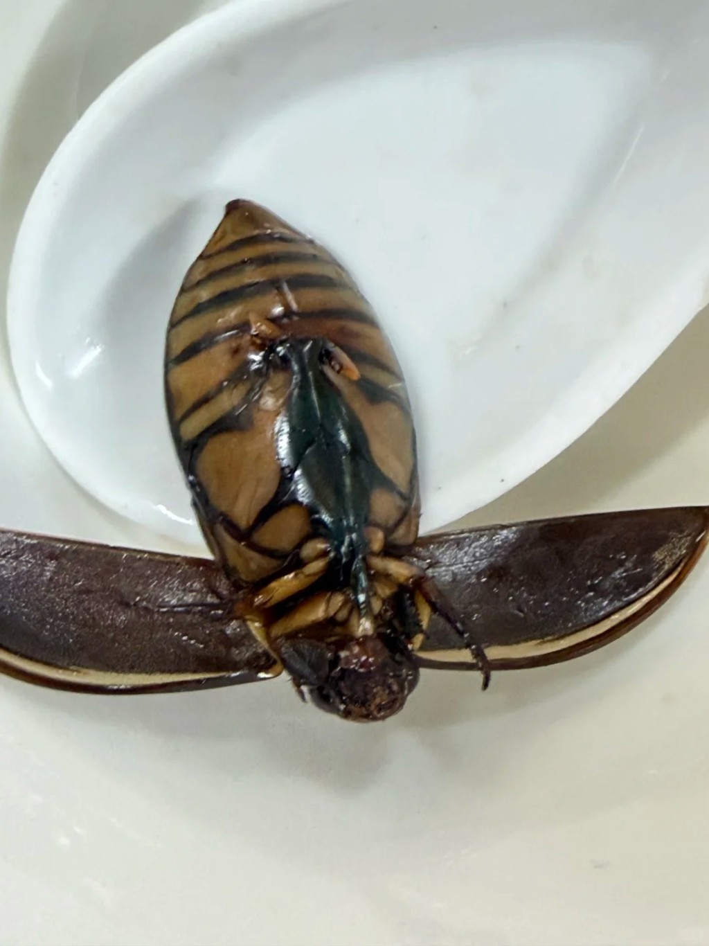 龍蝨（又稱水曱甴）屬廣東著名特色傳統昆蟲美食，被譽為「水中人蔘」。廣州廣播電視台