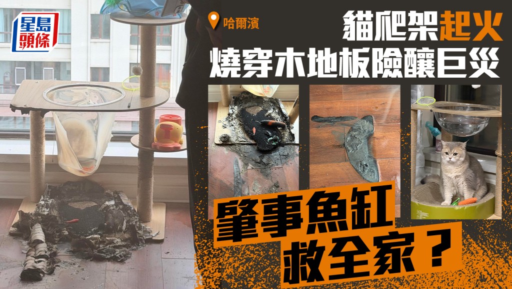 哈爾濱貓爬架起火險釀巨災   肇禍魚缸反成救星