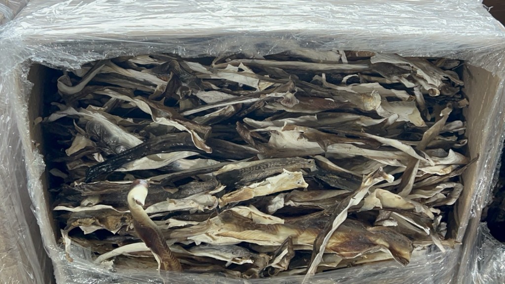 检获受管制乾鲨鱼皮共约4200公斤。杨伟亨摄