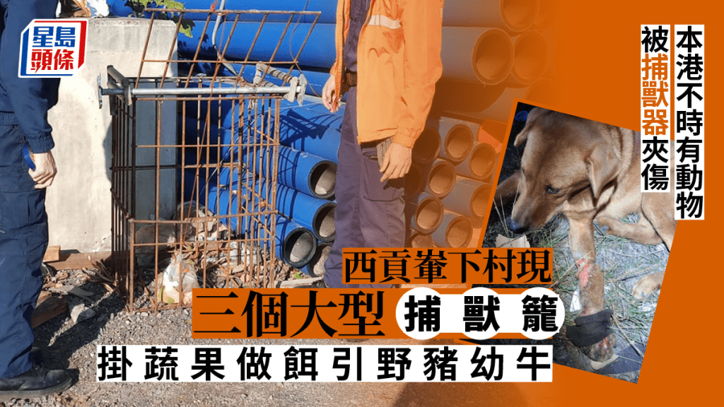 近日西貢輋下村出現3個大型捕獸籠,內放蔬果作餌。