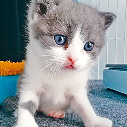 ■「克隆寵物」引發爭議。