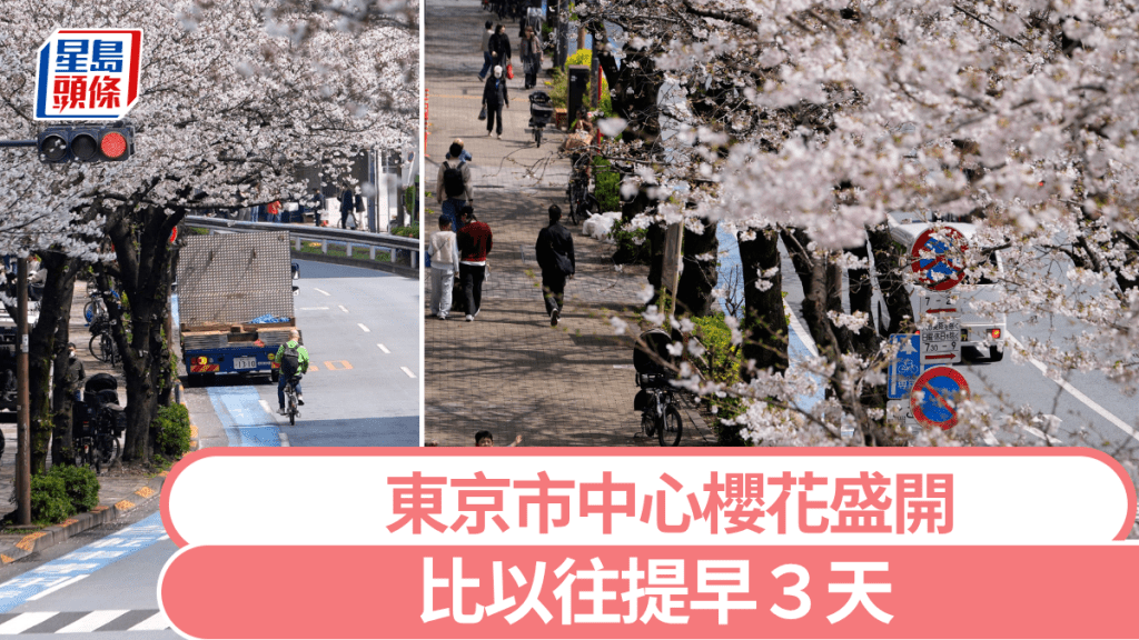 东京市中心樱花盛开。 美联社