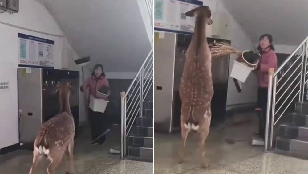 梅花鹿闖女宿舍與宿管阿姨「過招」。