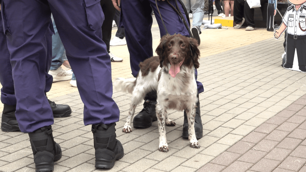 警犬隊亦有派出警犬到場示範如何執勤。