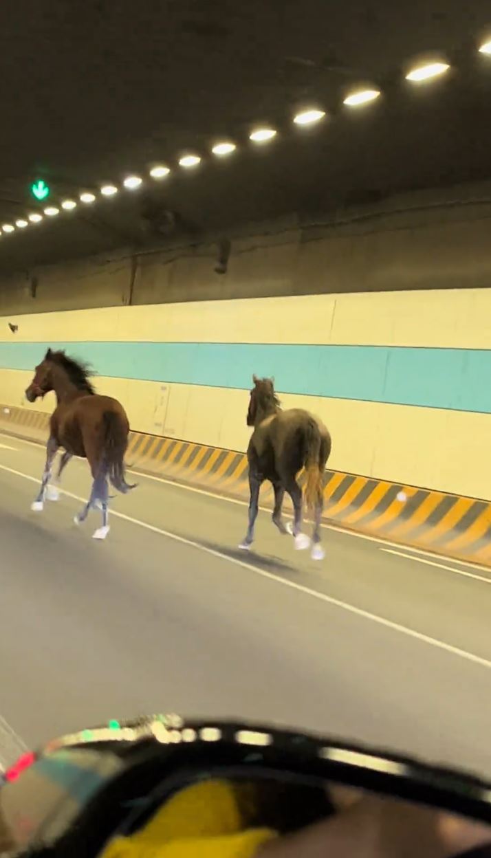 2匹熱血小馬在國慶日晚上玩轉蘇州鬧市。抖音