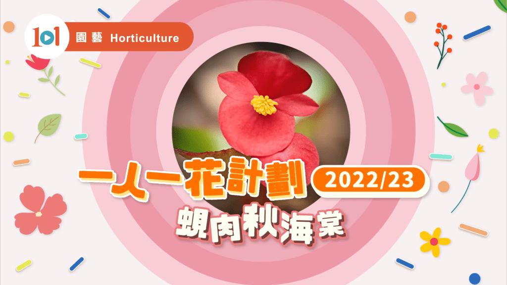 今年「一人一花」的主角：蜆肉秋海棠（圖片來源：康文署影片截圖）