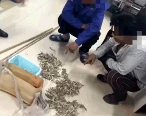河南南陽2名男子非法捕捉野生壁虎,數量多達490隻。影片截圖