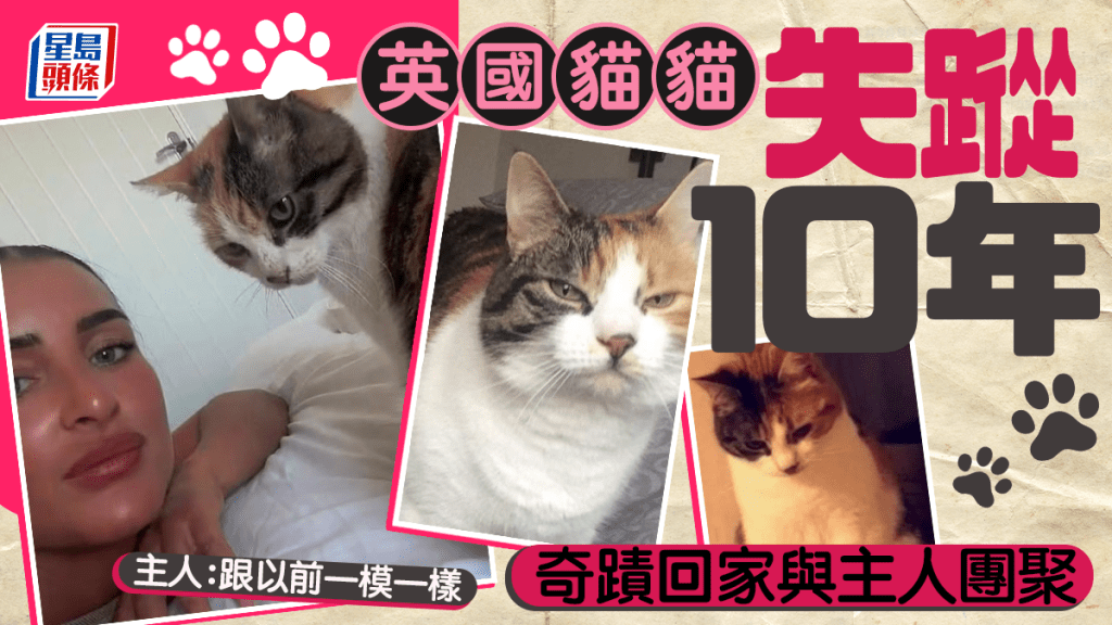 英國虎斑貓失蹤10年　主人30歲生日前夕奇蹟回家
