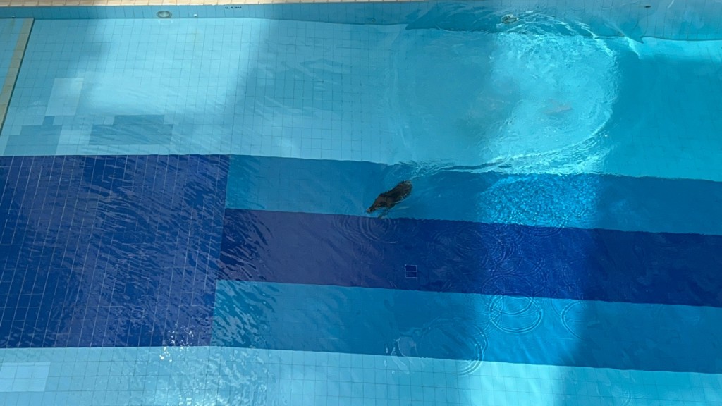 野猪一度跳入泳池游泳。罗展锋摄