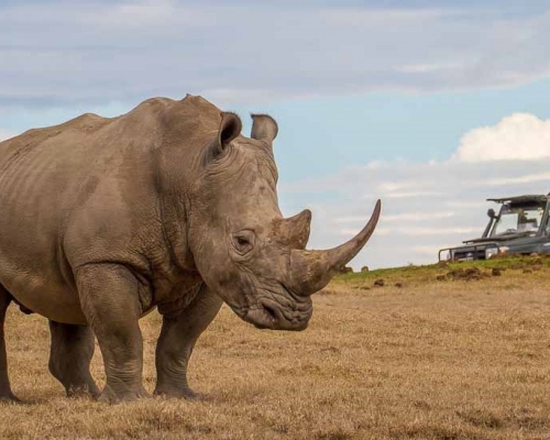 香港蘇富比叫停犀牛角拍賣。網上圖片