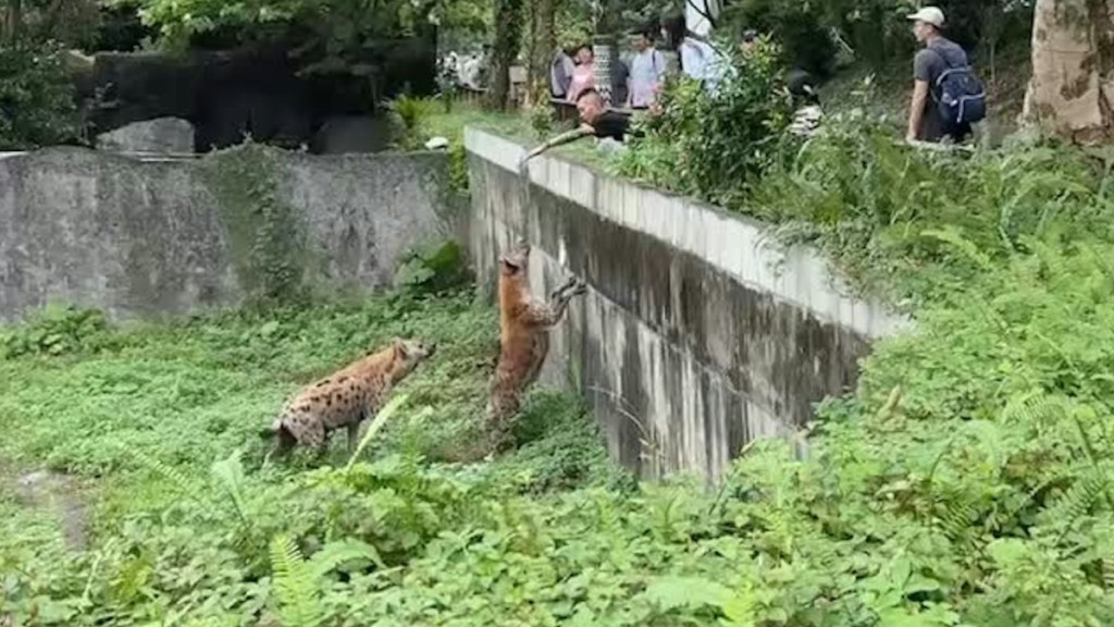 台北動物園有男遊客越欄挑釁兩隻曾拍李安電影的鬣狗明星。threads