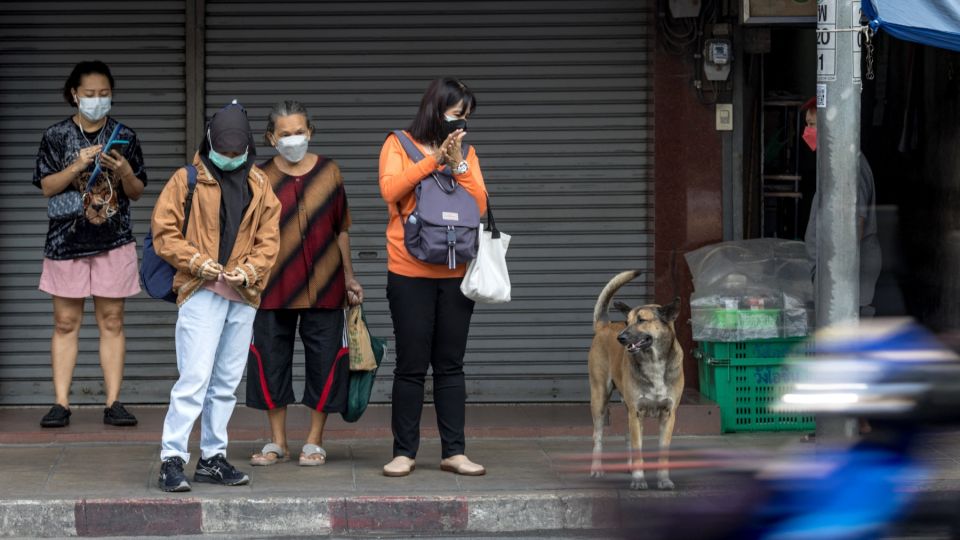 曼谷爆瘋狗疫情，有醫生呼籲勿接觸當地的流浪貓狗。法新社