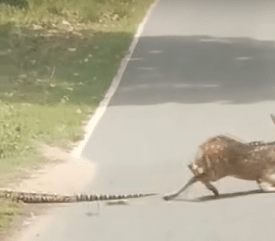 原本奄奄一息的野鹿获“松绑”后，随即站起拔足狂奔，侥幸逃出鬼门关。