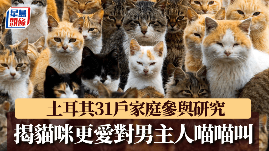 土耳其貓咪與主人互動方式會因主人性別而異。路透社