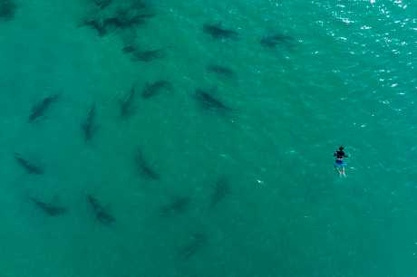 潜水员在地中海游近濒危物种铅灰真鲨。美联社