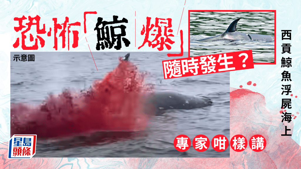 西貢布氏鯨浮屍海上，「鯨爆」（鯨魚爆炸）問題成為網民焦點，恐怖「鯨爆」隨時發生？專家接受《星島頭條網》時就「鯨爆」風險，作出了分析。