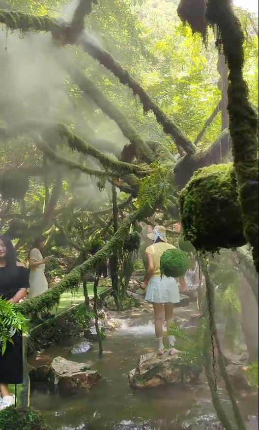洛陽重渡溝自然風景區被指植被造假。抖音