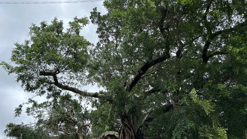 九龍塘多實街一間幼稚園圍牆內的一棵老榕樹，疑不敵強風吹襲斷樹枝。蔡楚輝攝