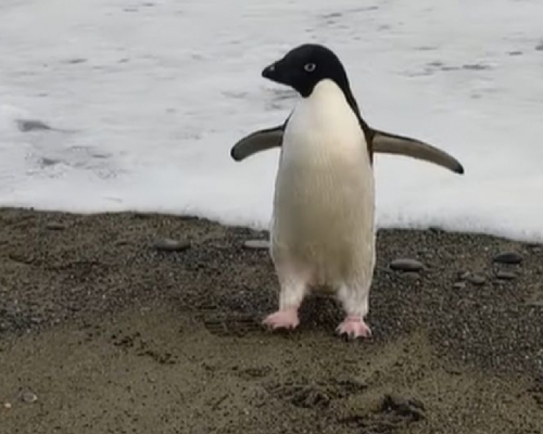 一隻阿德利企鵝罕有地在紐西蘭中部沙灘現身。（網上圖片）