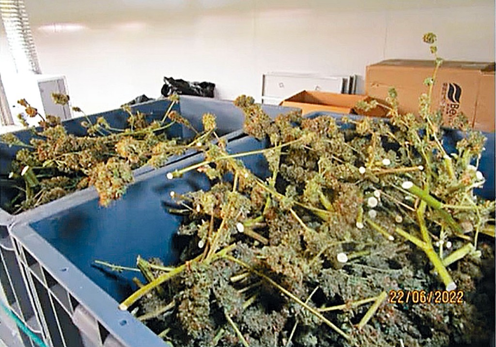 大麻水耕種植場設有製成品收割區。