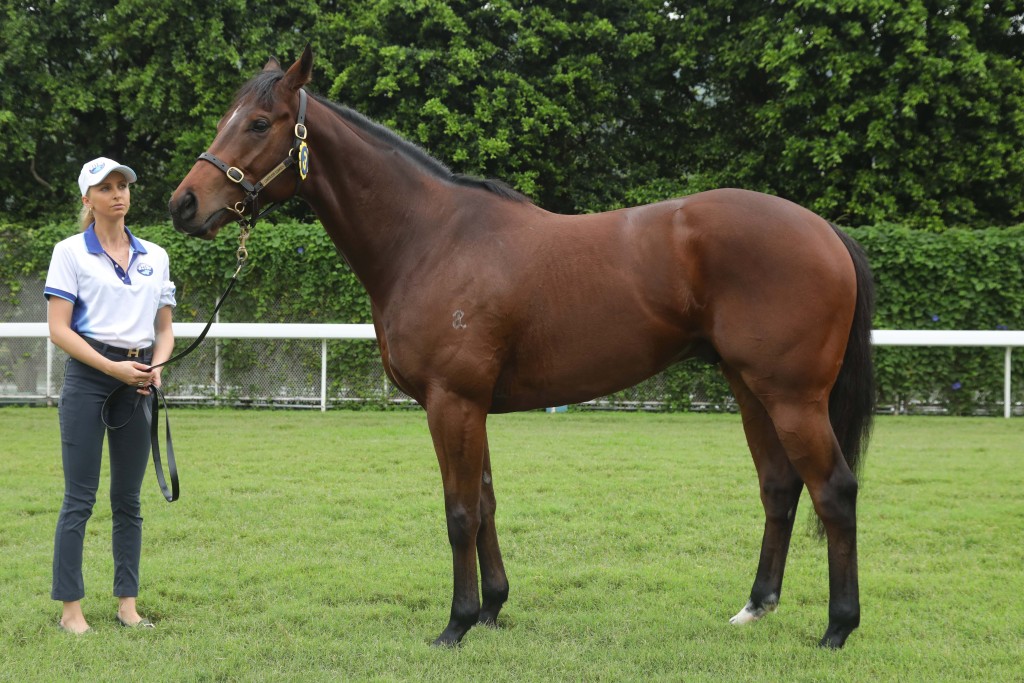 產自澳洲的編號3 拍賣馬，父系為「至高無極」(I Am Invincible)。