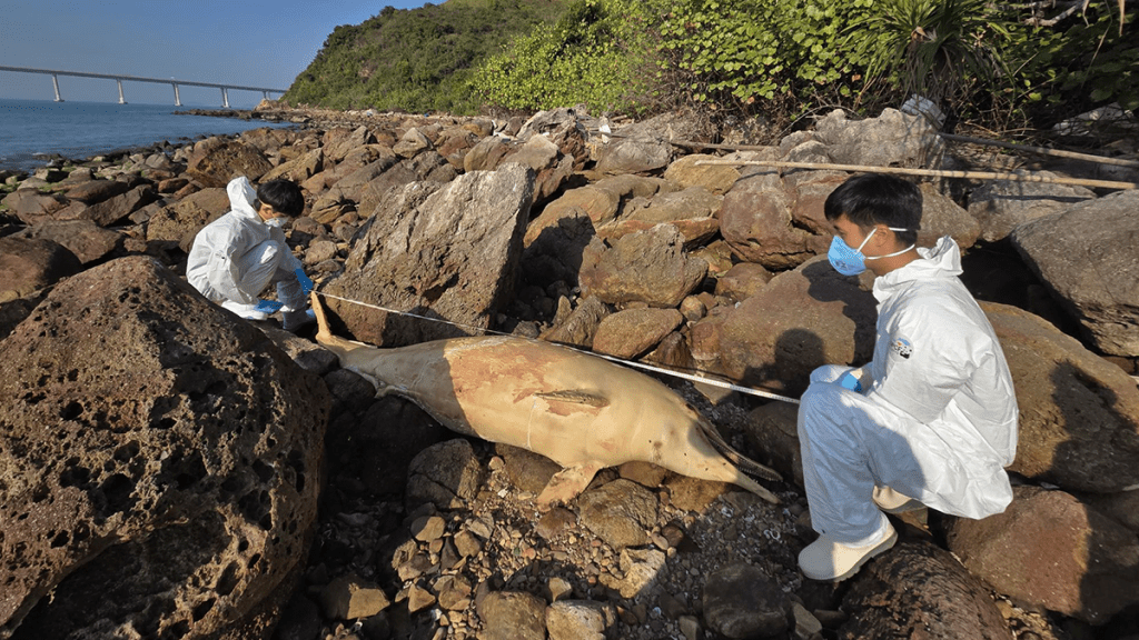 大澳嶼北界碑對出石灘有成年雌性中華白海豚屍體擱淺。海洋公園保育基金提供