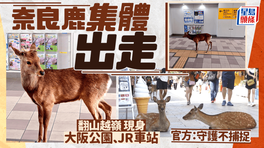 游日注意 | 奈良鹿翻山越岭 惊现大阪公园、JR车站 官方：守护不捕捉