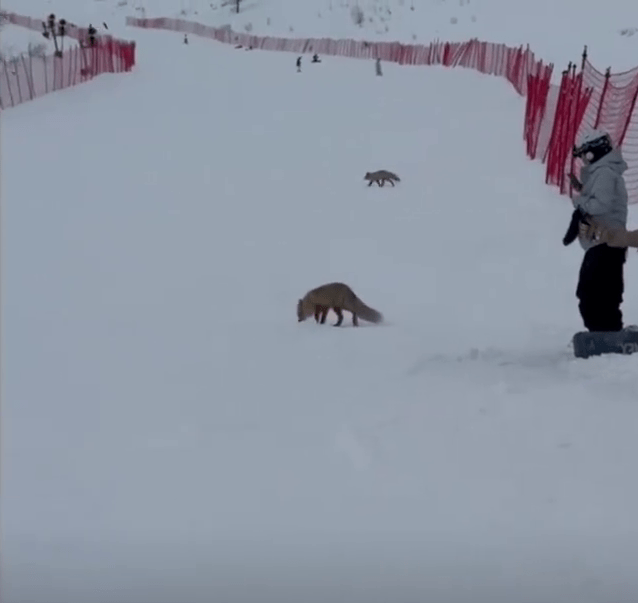新疆滑雪场常有野生狐狸出没。 新疆滑雪场常有野生狐狸出没。