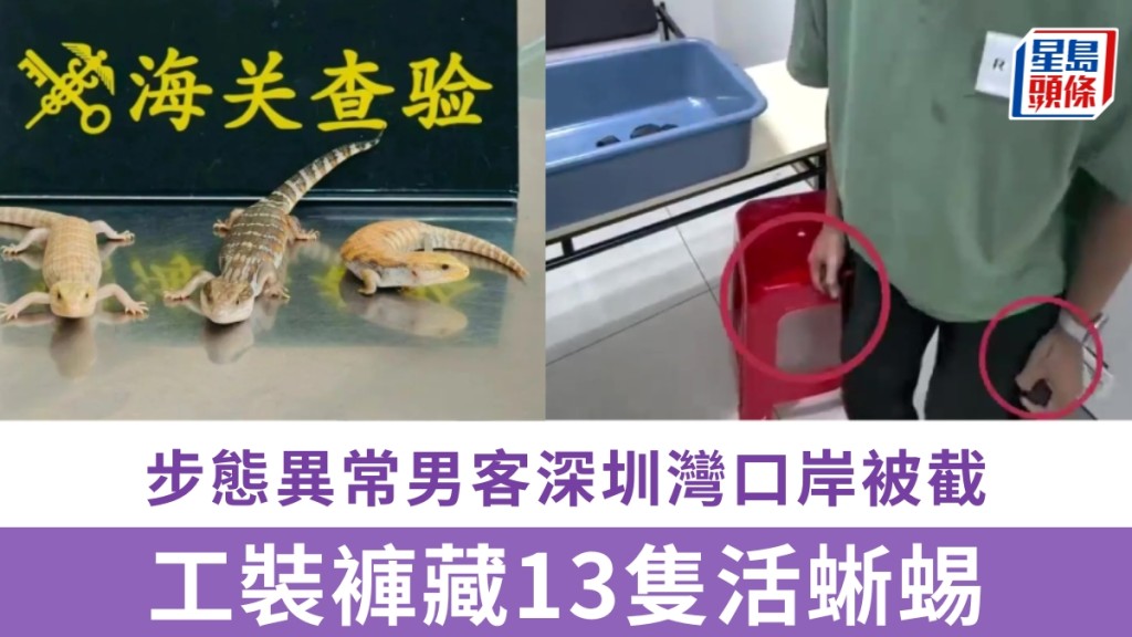 深圳灣口岸步態異常男客被截，工裝褲藏13隻活蜥蜴。 