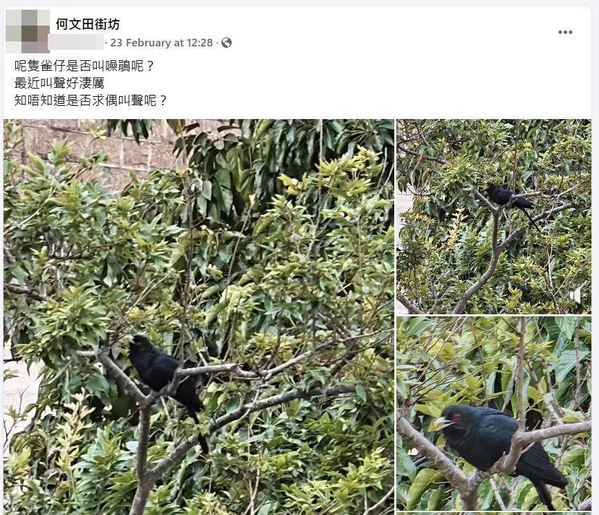 樓主：最近叫聲好淒厲知唔知道是否求偶叫聲呢？fb「何文田街坊」截圖