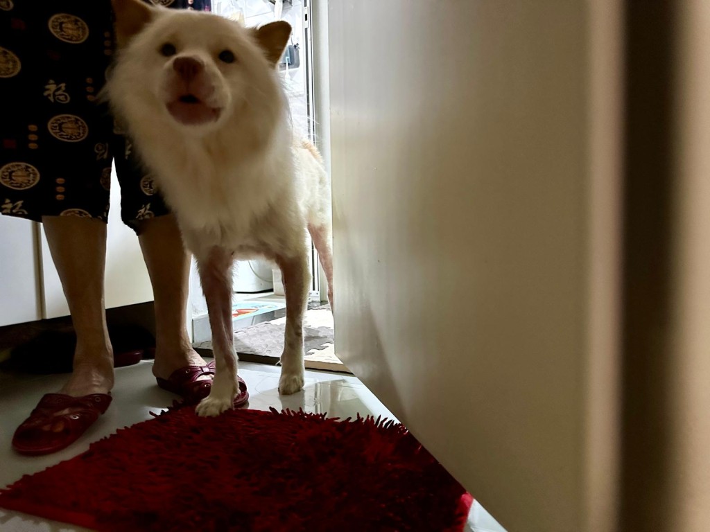 房屋署表示,25歲姓林男子的單位獲准飼養伴侶犬。黃文威攝 房屋署表示,25歲姓林男子的單位獲准飼養伴侶犬。黃文威攝