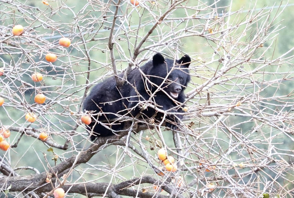 岩手縣一隻熊棲息在柿子樹上。美聯社 岩手縣一隻熊棲息在柿子樹上。美聯社