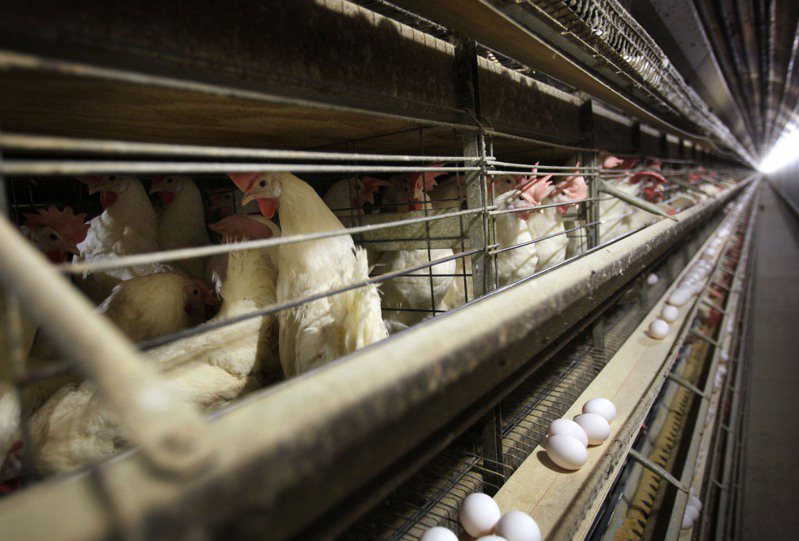 日本爆本季第5波禽流感疫情，群馬縣一個雞場要撲殺36萬隻雞。美聯社資料圖片