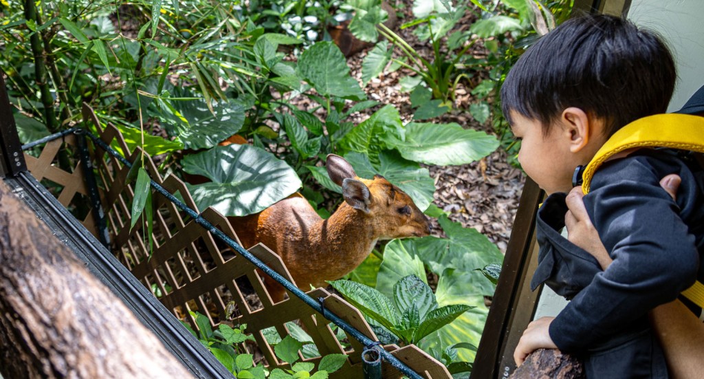 在保育員帶領下,可近距離觀察園區拯救的野生哺乳動物,如活潑的赤麂、豹貓或鳥類,還有蟒蛇、蜥蜴,學習牠們的保育故事。(圖片來源:嘉道理農場暨植物園) 在保育員帶領下,可近距離觀察園區拯救的野生哺乳動物,如活潑的赤麂、豹貓或鳥類,還有蟒蛇、蜥蜴,學習牠們的保育故事。(圖片來源:嘉道理農場暨植物園)