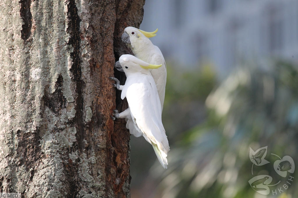 小葵花鳳頭鸚鵡。「香港生物多樣性資訊站」網頁圖片