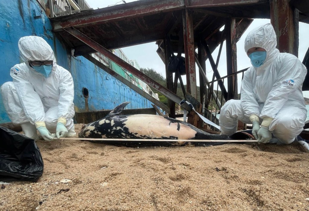 一條成年江豚被發現擱淺在長洲東灣。香港海洋公園保育基金提供