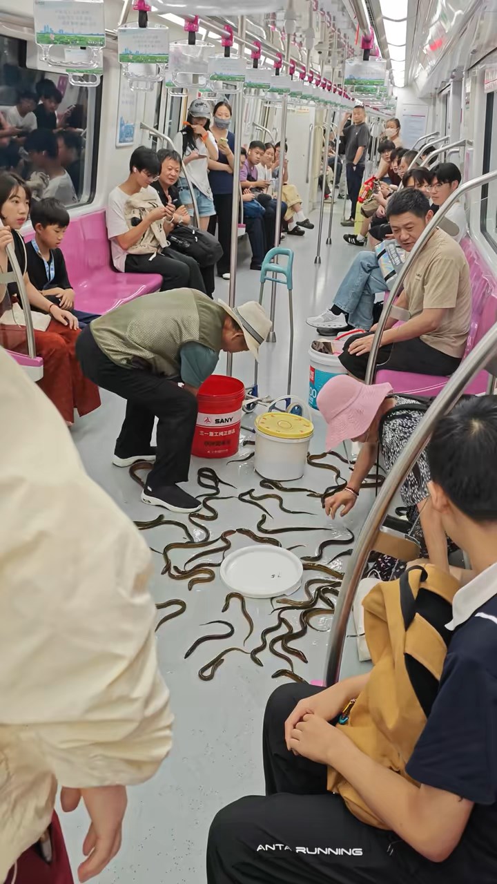 南京一名大叔意外將一桶載有黃鱔的膠桶翻倒。抖音@FIFO 南京一名大叔意外將一桶載有黃鱔的膠桶翻倒。抖音@FIFO
