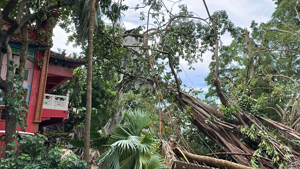 事件涉及去年超强台风苏拉吹袭期间，曾报案指有树木倒塌的市民。资料图片