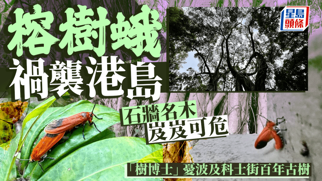 有樹藝師稱,近月首次於西營盤佐治五世公園的石牆樹發現朱紅毛斑蛾。