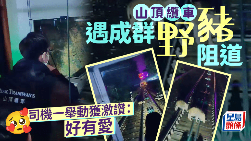 山頂纜車遇成群野豬阻道 司機一舉動獲激讚:好有愛|Juicy叮