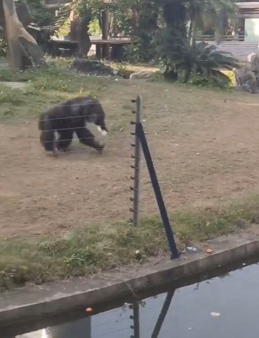 黑猩猩突然执起一个胶水樽。网图截图