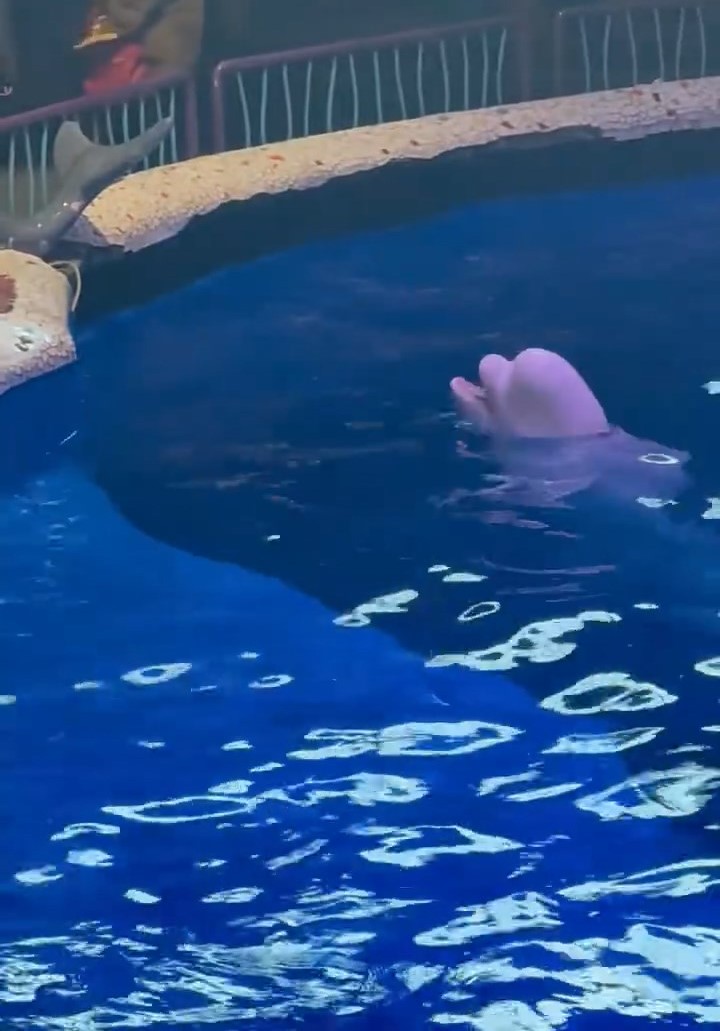 網傳大連一海洋館內,一名男遊客無視吸煙禁令,水池內白鯨噴水淋頭獲激讚。紅星新聞 網傳大連一海洋館內,一名男遊客無視吸煙禁令,水池內白鯨噴水淋頭獲激讚。紅星新聞