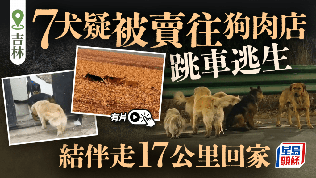 狗狗大逃亡︱吉林同村被擄7犬成功跳車 結伴跋涉17公里回家︱有片