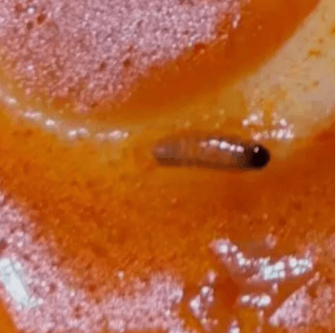 山姆乌冬面吃出蛆虫。（网图）