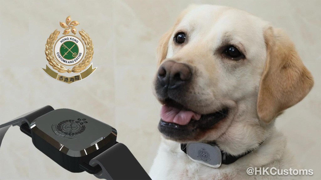 香港海關搜查犬課積極應用智能科技，於去年2月成功研發並應用「智能頸圈」，用以測量搜查犬的身體數據。香港海關fb圖片